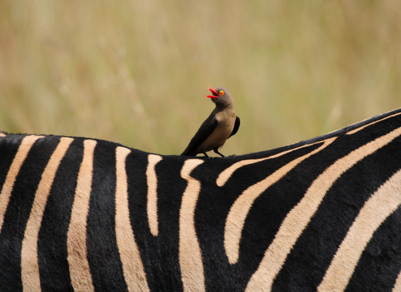 Morokolo Safari Lodge Self-Catering Pilanesberg Dış mekan fotoğraf